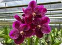 Vanda JK Blackjack